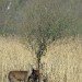 Deer 170207_2